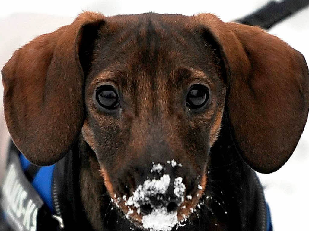 Schnauze voll: Hund im Schnee