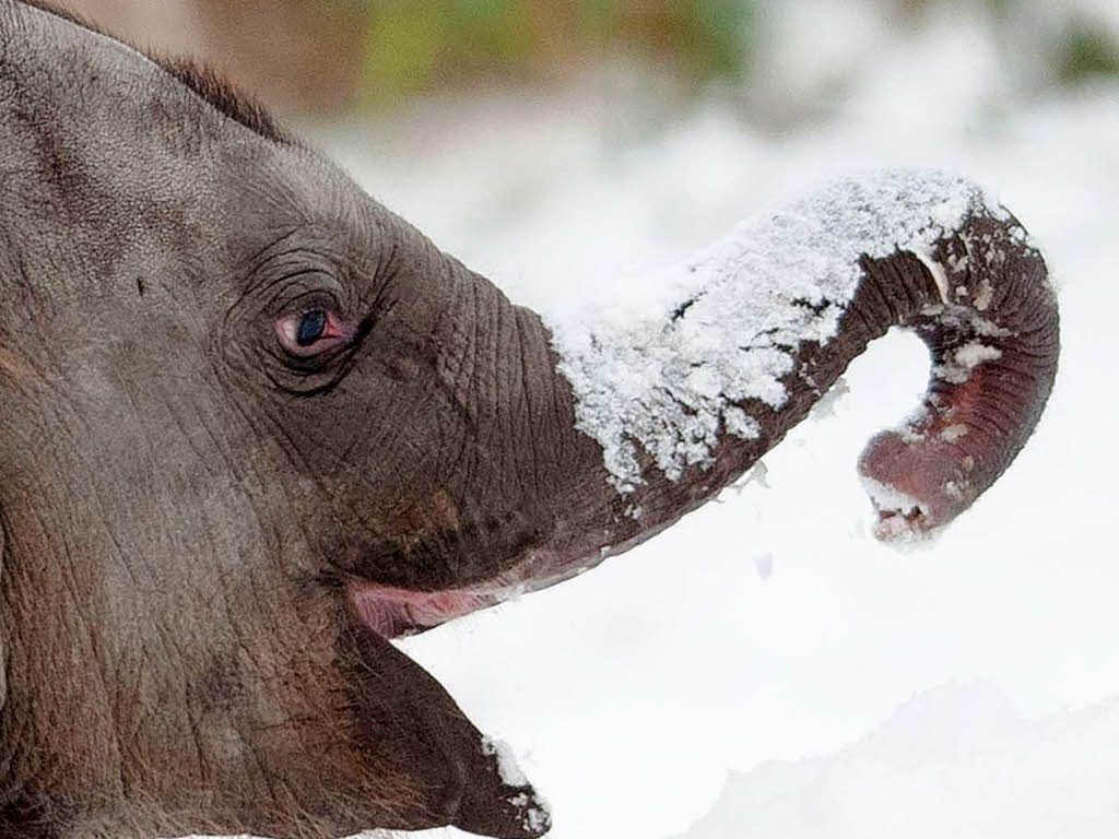 Rssel voll: Elefantenbaby im Berliner Zoo