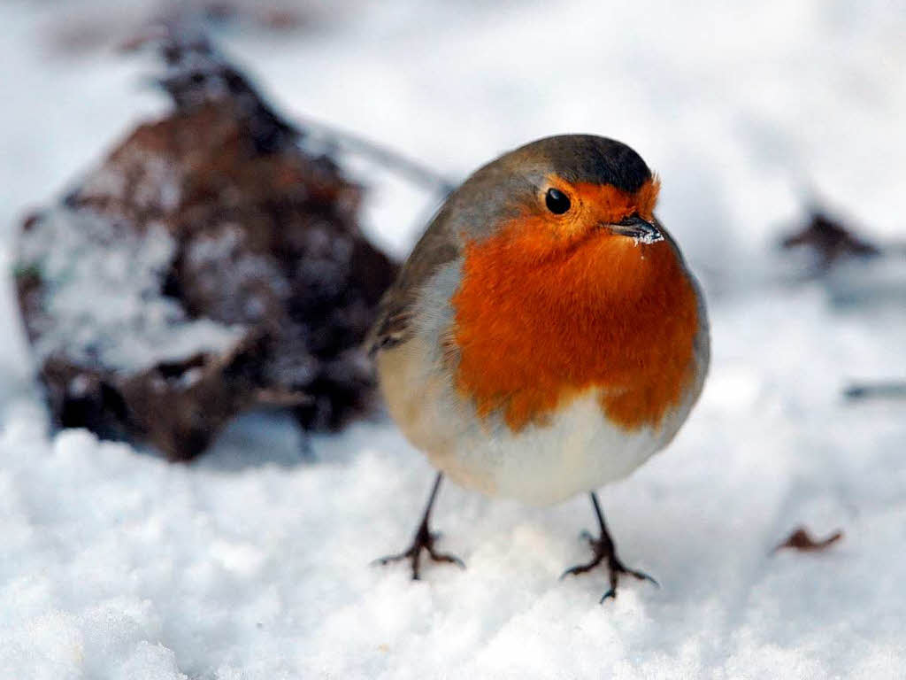 Rotkehlchen im Schnee