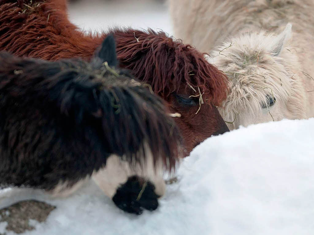 Zum Fressen gern: Alpakas esse Schnee im Berliner Zoo