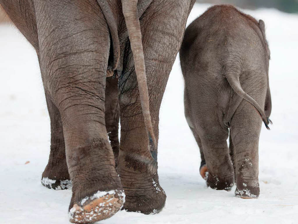 Walking in the snow: Elefantenmutter mit Kind im Berliner Zoo