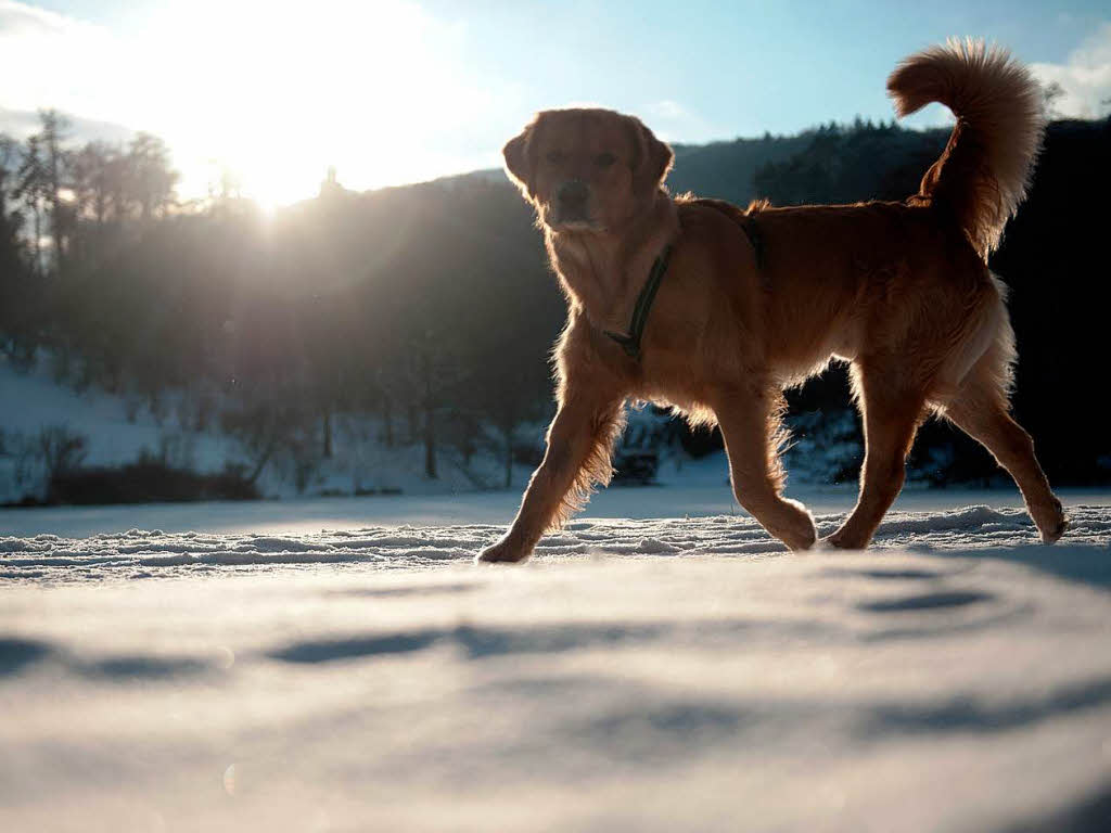 Sonne, Schnee und Hund