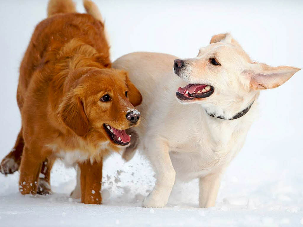 Spa im Schnee: zwei Hunde auf der Spielwiese