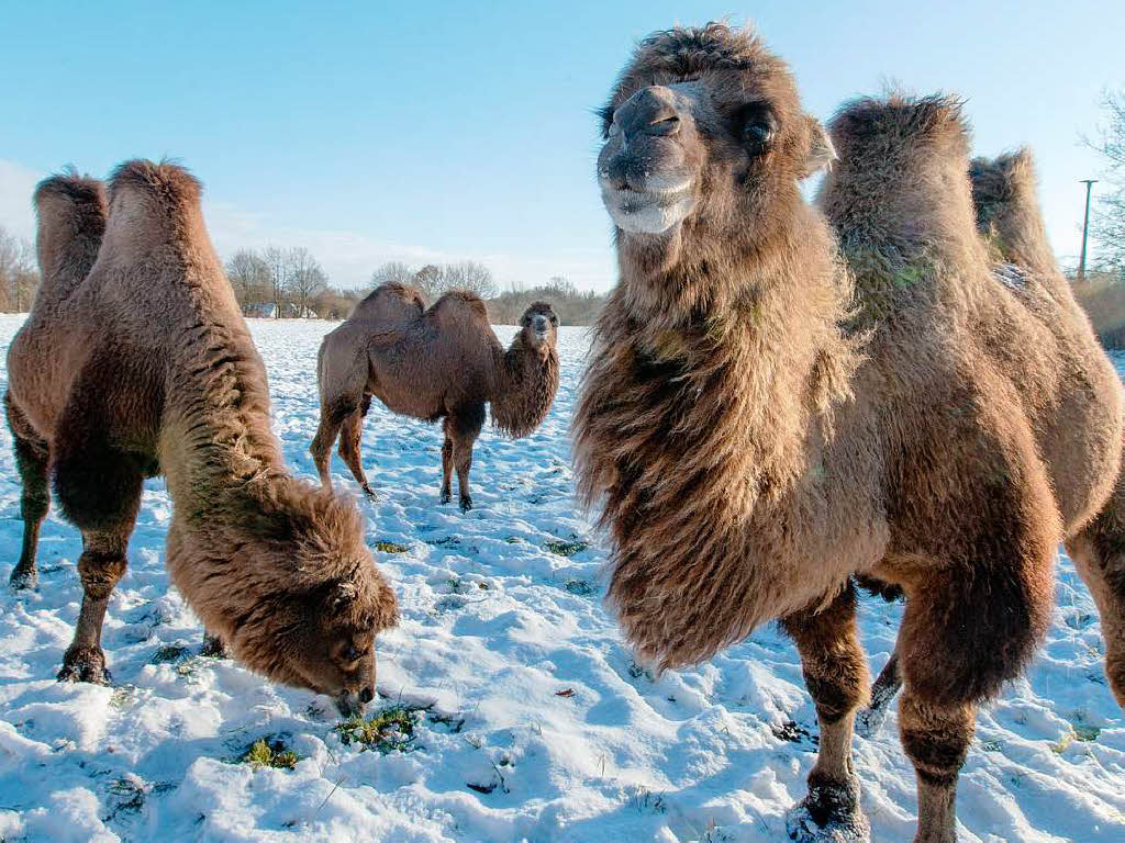 Wstenbewohner im Schnee: Kamele