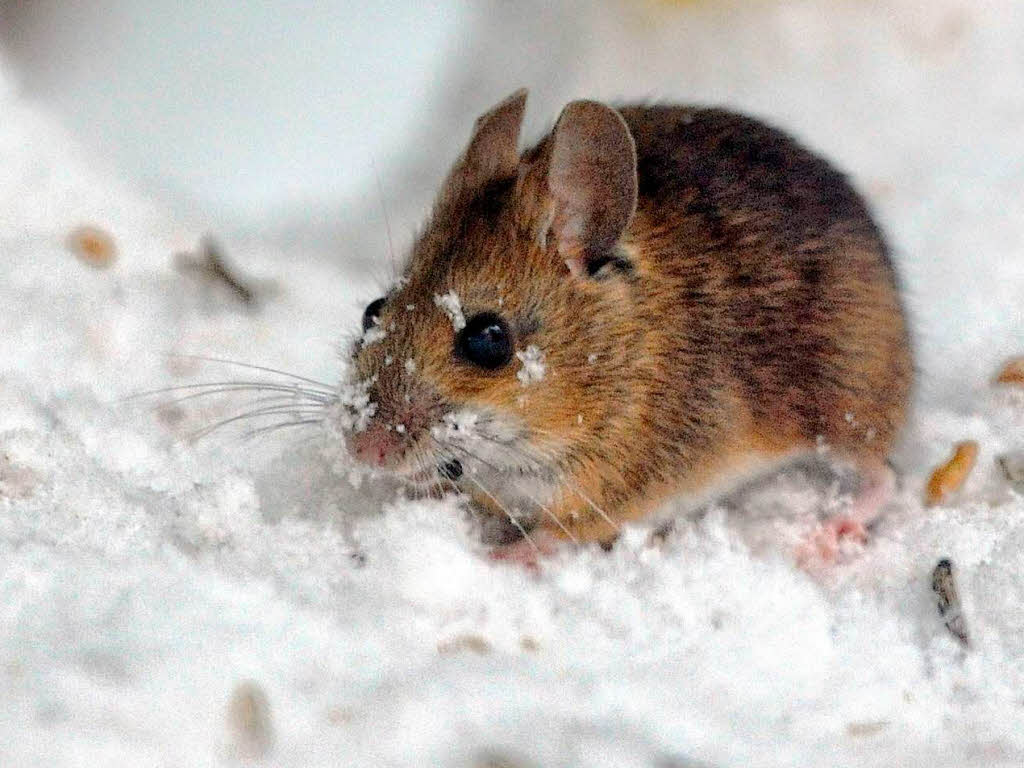 Frhstck im Schnee: Maus frisst Vogelfutter