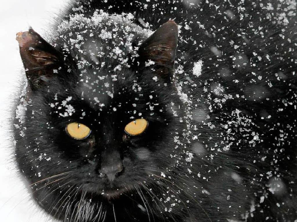 Wei auf Schwarz: Katze im Schnee
