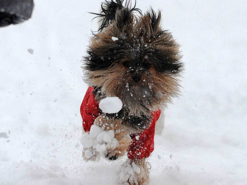 Da stehen einem die Haare zu Berge:  Hund „Max“ im Schnee
