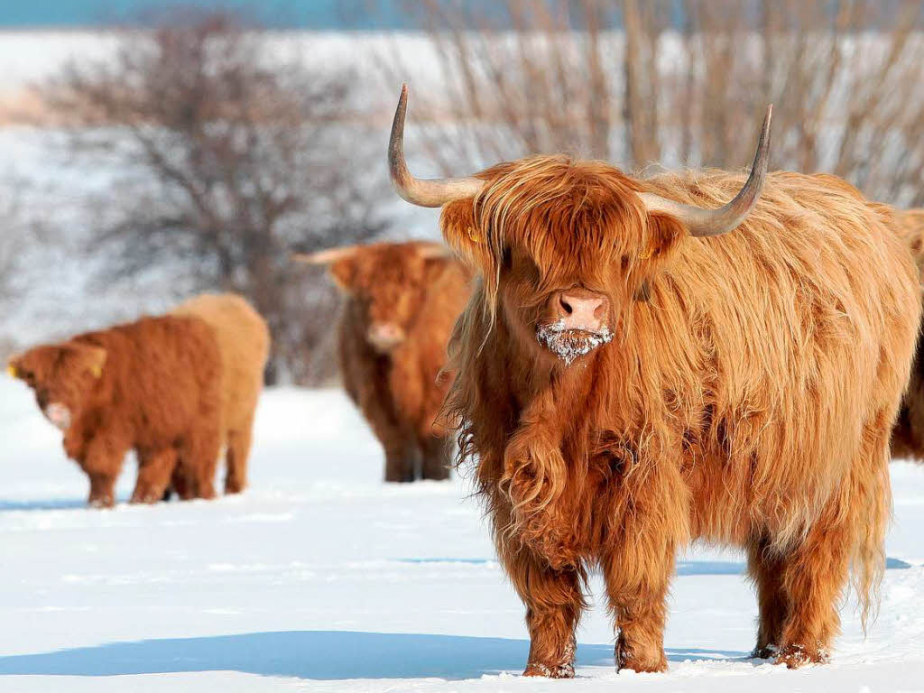 Highland-Rinder im Schnee