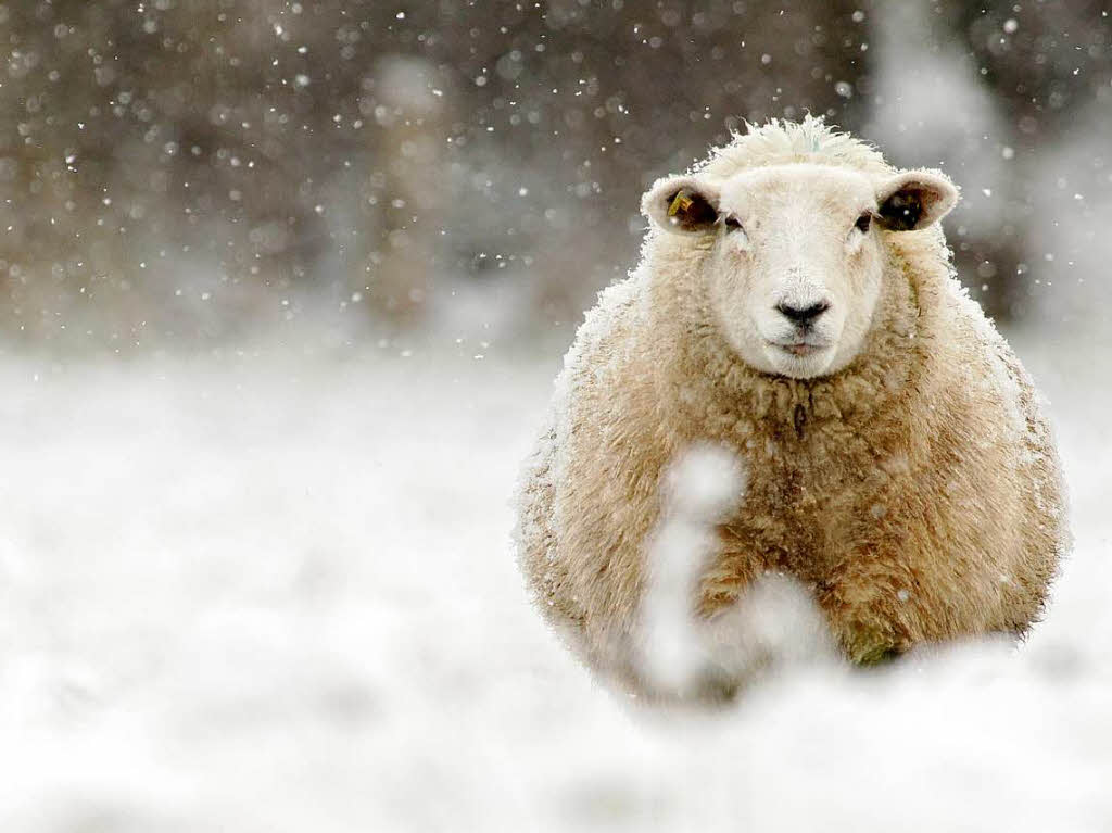 Schaf im Schneepelz