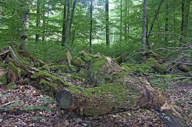 Wittlingen bringt   Rttler Wald in den Naturpark ein.   | Foto: Tolsdorf