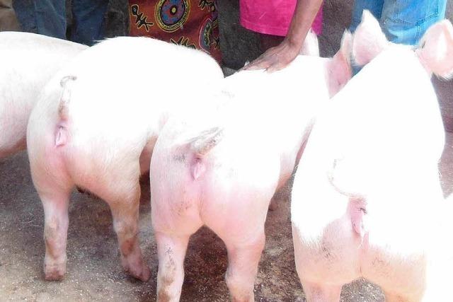 Pfarrer Walz wird Schweinezüchter in Simbabwe