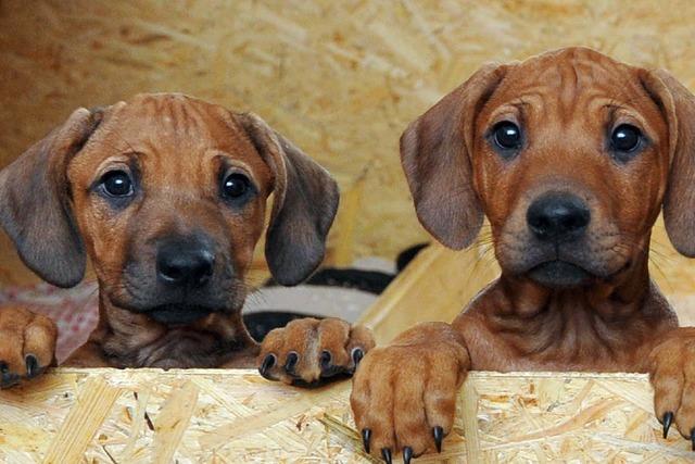 Neustdter rgern sich ber hohe Steuern fr den zweiten Hund