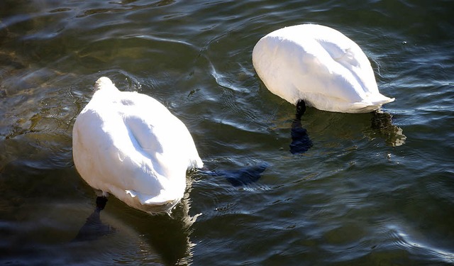 Jechtingen. Ein Schwanenpaar auf Futtersuche.  | Foto: Roland Vitt