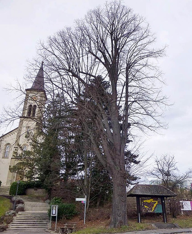 Um diese Linde in Sulzburg-Laufen herum msste der  Radweg gebaut werden.   | Foto: ZVG/pfefferer