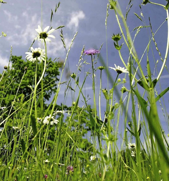 Bunt statt brach &#8211; spezielles Saatgut schafft Lebensrume.   | Foto: dpa