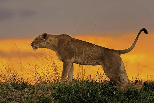 „Forum Naturfotografie“: Karlheinz Erz zeigt Bilder aus Kenia