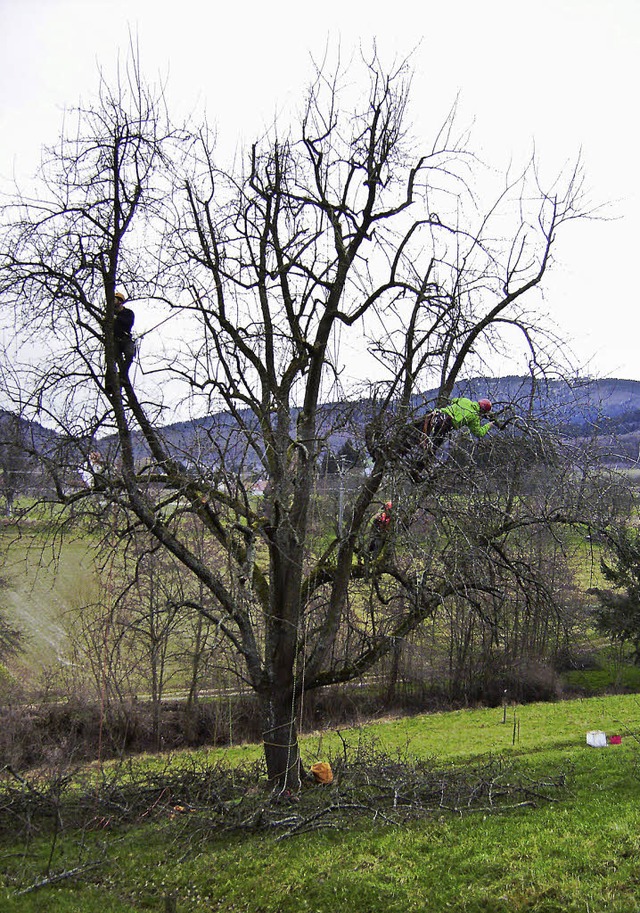 In einer Benefizaktion wurde eine Reih...ume in Obereggenen zurckgeschnitten.   | Foto: privat