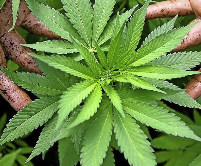 Cannabis hatte eine  Autofahrerin konsumiert, die am Zoll kontrolliert wurde.    | Foto: AFP