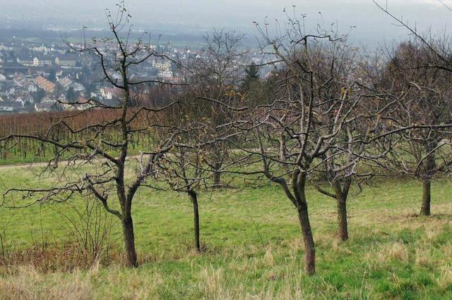 Exkursion: Naturschutzbund Lrrach ldt zur Winterbestimmung von Laubbumen