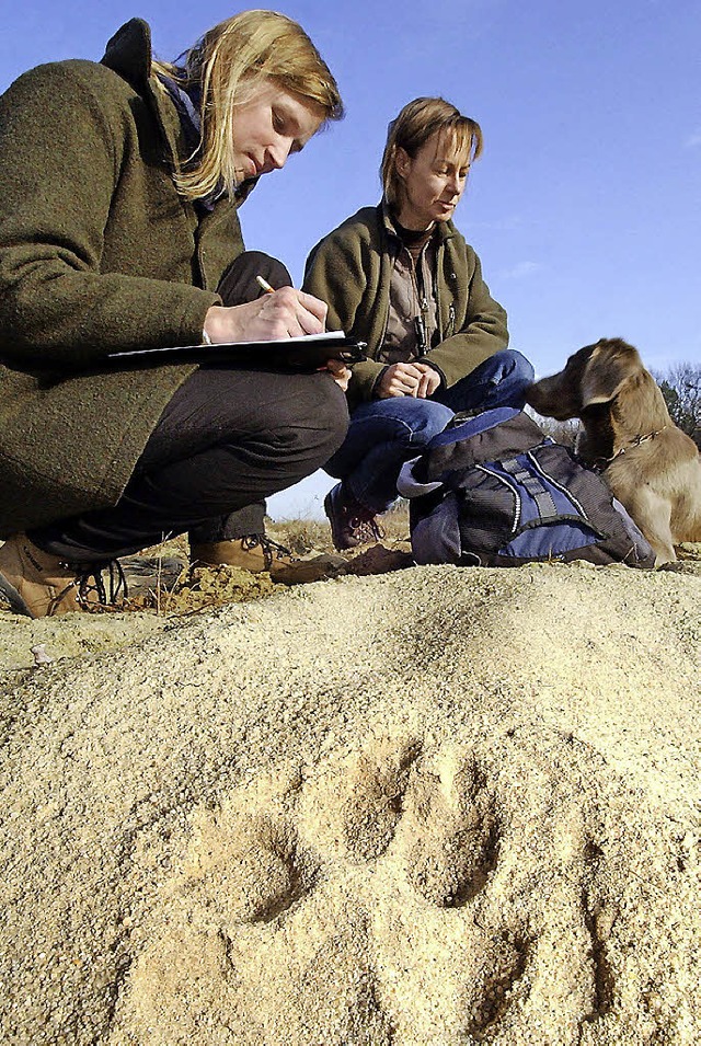 Wolfsforschung: Oft sind es nur Spuren... den Tieren sind auch fr sie selten.   | Foto: dpa