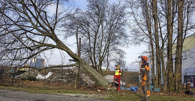 ltere Leute, die notwendige Baumfll-...n, drfen sich an die Gemeinde wenden.  | Foto: dpa (Symbolbild)