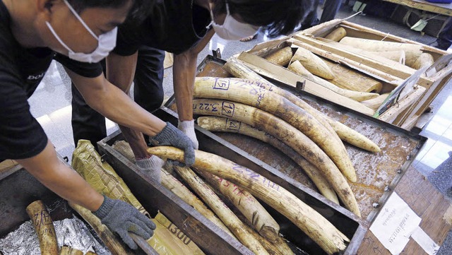 Zollmitarbeiter prsentieren in Bangkok beschlagnahmtes Elfenbein.  | Foto: dpa
