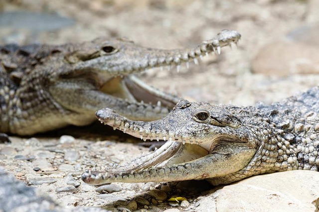 Krokodile haben scharfe Zhne und einen unglaublich starken Kiefer.   | Foto: Zoo Basel