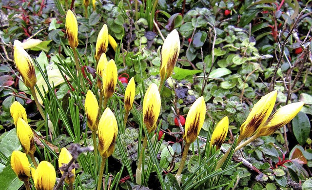 CHANCENLOS   scheint sich der Winter a...rnflche in der Nordweiler Ortsmitte.  | Foto: Reiner Merz