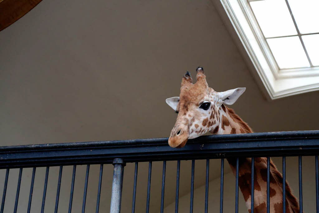 Die Tierpfleger trainieren das Wiegen oft mit den scheuen Giraffen.