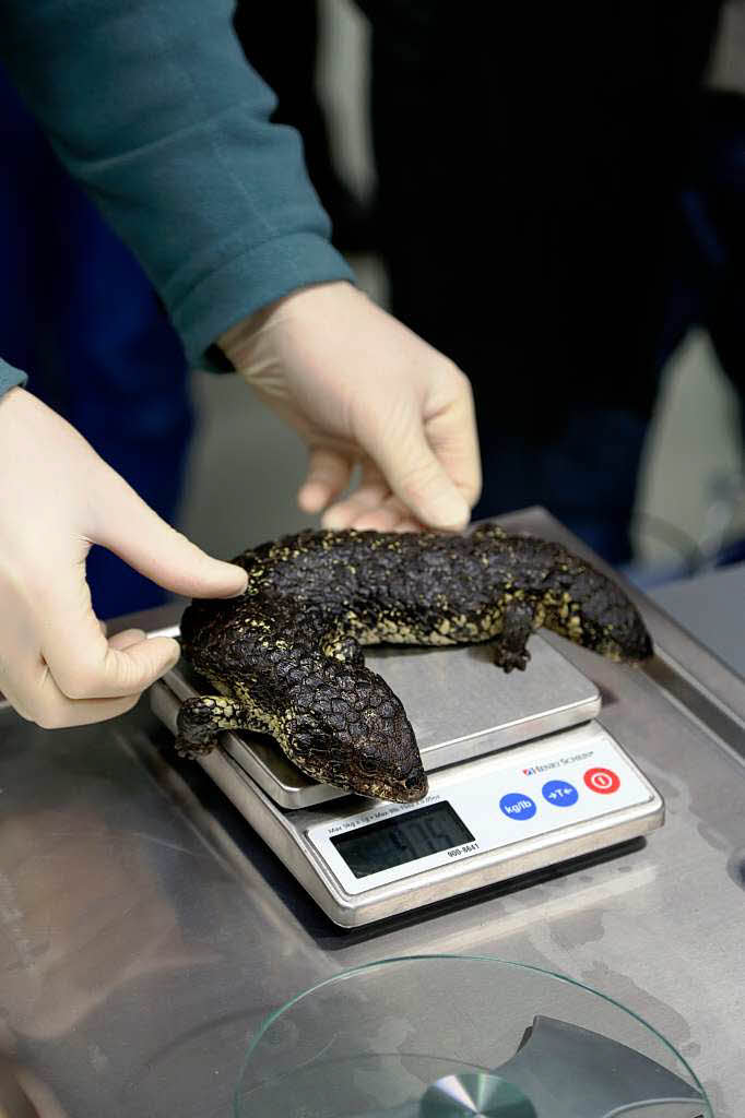 Auch das Gewicht der Reptilien wird regelmig vermessen.