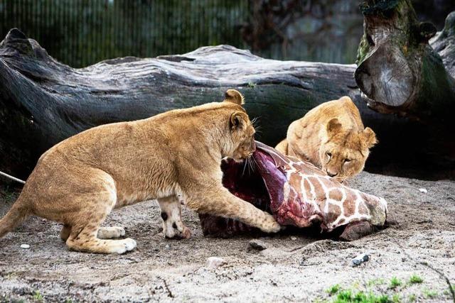 Hitzige Debatte um gettete Giraffe im Zoo von Kopenhagen