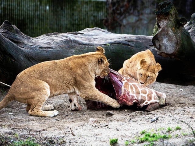 Der Geschmack der Wildnis: Die Lwen i...machen sich ber Giraffenfleisch her.   | Foto: dpa
