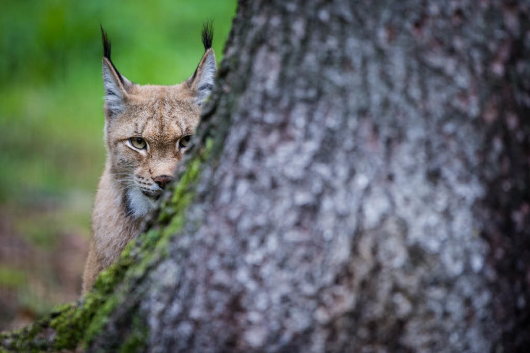 Knnte bald im Sdschwarzwald angesiedelt werden: der Luchs.  | Foto: dpa