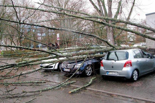 Tini in Bad Krozingen: Sturm lsst Baum auf parkende Autos krachen