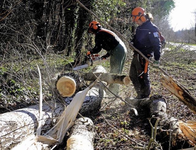 Sasbach. Die gefllten Bume werden am Waldrand abgelegt und gleich zersgt  | Foto: Roland Vitt