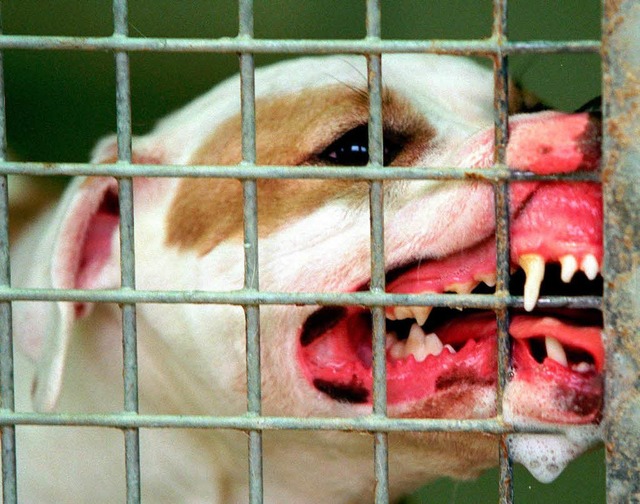 Zum Glck hinter Gittern: Ein Pitbullterrier  | Foto: Stefan Hesse