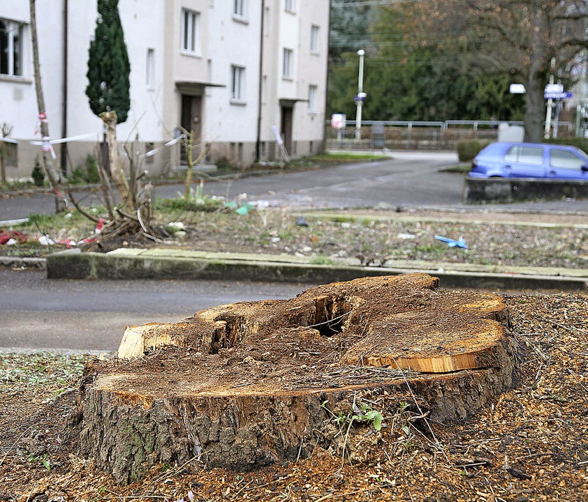 Wo einst die Trauerweide gestanden hat...nur noch ein Baumstumpf aus dem Boden.  | Foto: Katharina Bartsch