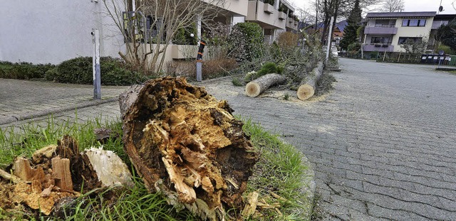 Der Stamm des falschen Christusdorns war unten morsch.  | Foto: bamberger