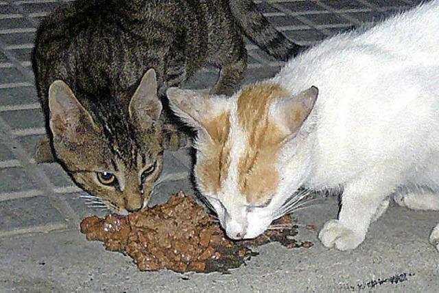 SOS-Katzenhilfe befürchtet regelrechte Katzenflut