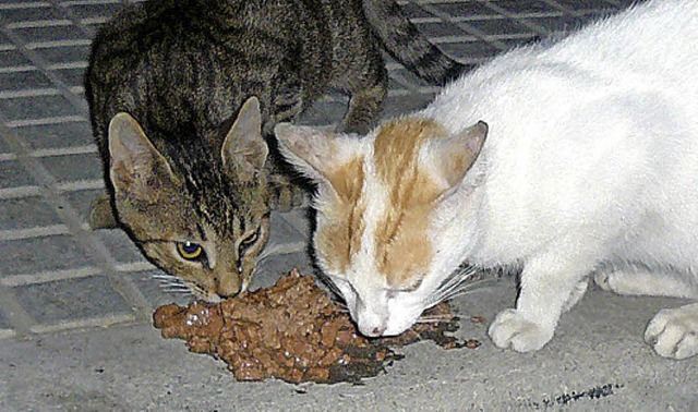 Ausgewilderte Katzen kmpfen ums berl... eine Mahlzeit aus der Dose ein Fest.   | Foto: privat