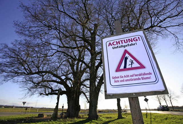 Die Zigeunerlinde an der B36 bei Krzell ist morsch und gefhrdet den Verkehr.   | Foto: Bastian Henning