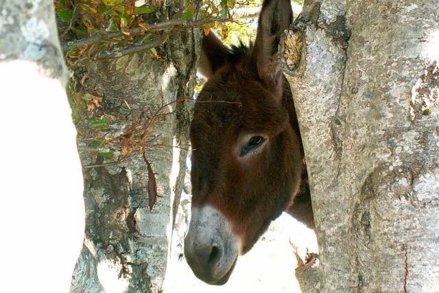 Unbekannter vergiftet Esel Filou – Polizei ermittelt