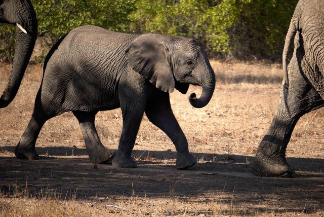 Von klein auf leben Elefanten in sozialen Gemeinschaften.   | Foto: BZ