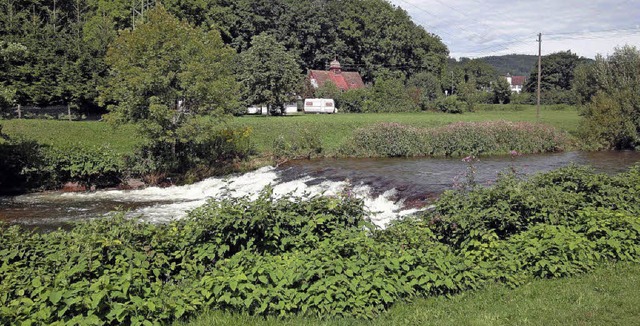 Wieseufer bei Schopfheim-Fahrnau. Japa...n, die heimische Flora zu verdrngen.   | Foto: Archiv: Silke Hartenstein