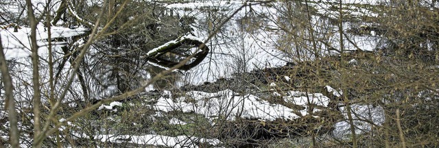 Biber haben  in Grafenhausen nahe dem Schlchtsee die Landschaft neu gestaltet.   | Foto: Wilfried Dieckmann