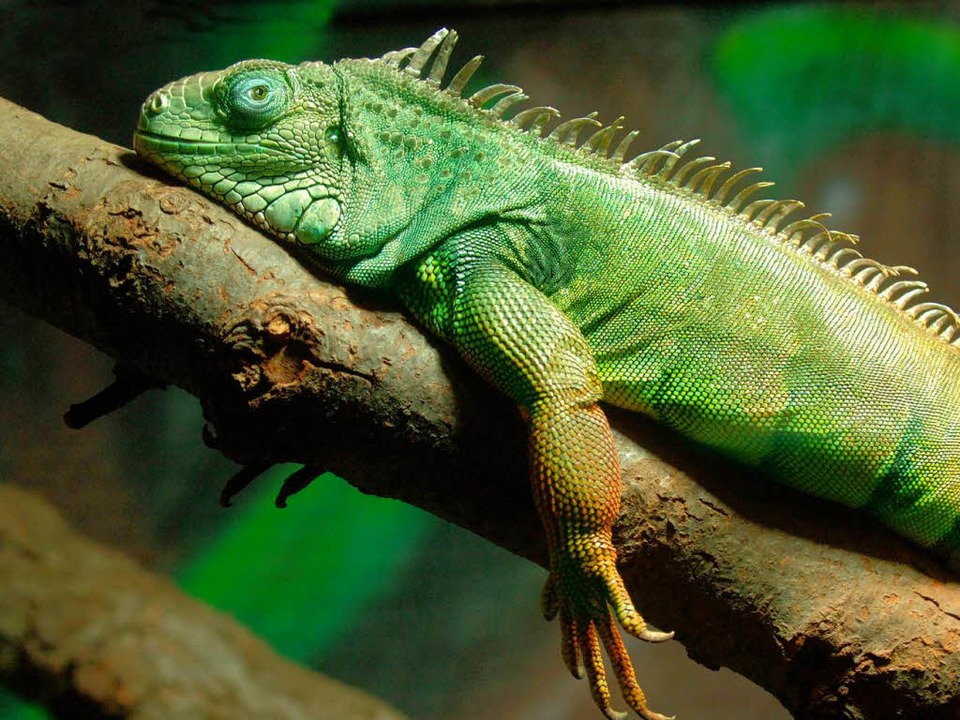 Beliebte Schmuggelware: Leguane.  | Foto: dpa