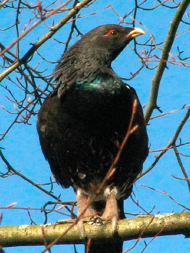 Seinen groen Auftritt hatte der Mnst...arkt, dann auf einer Buche <ppp></ppp>  | Foto: Manfred Lange