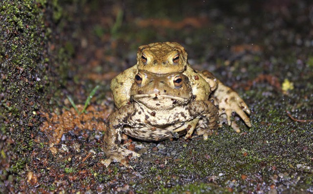 Bessere Bedingungen finden sie Amphibien vor.   | Foto: Klassen