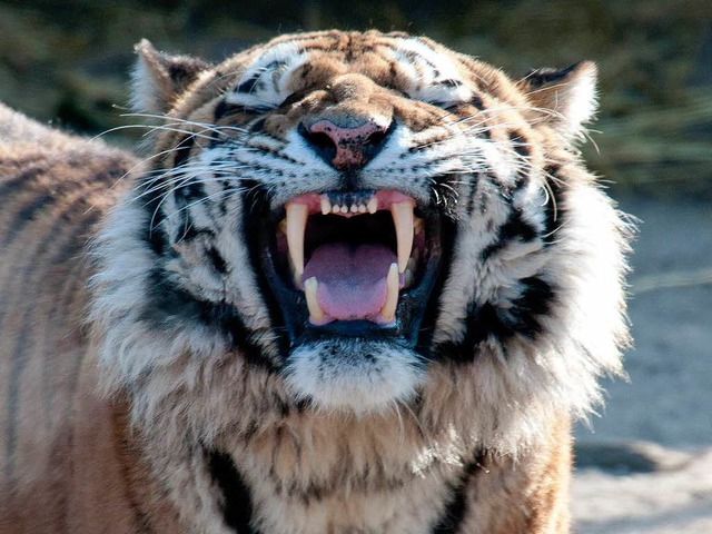 Tiger aus dem Klner Zoo   | Foto: dpa