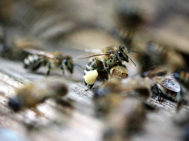 Verfgen ber enorm leistungsstarke Geruchsdetektoren: Bienen.  | Foto: dpa